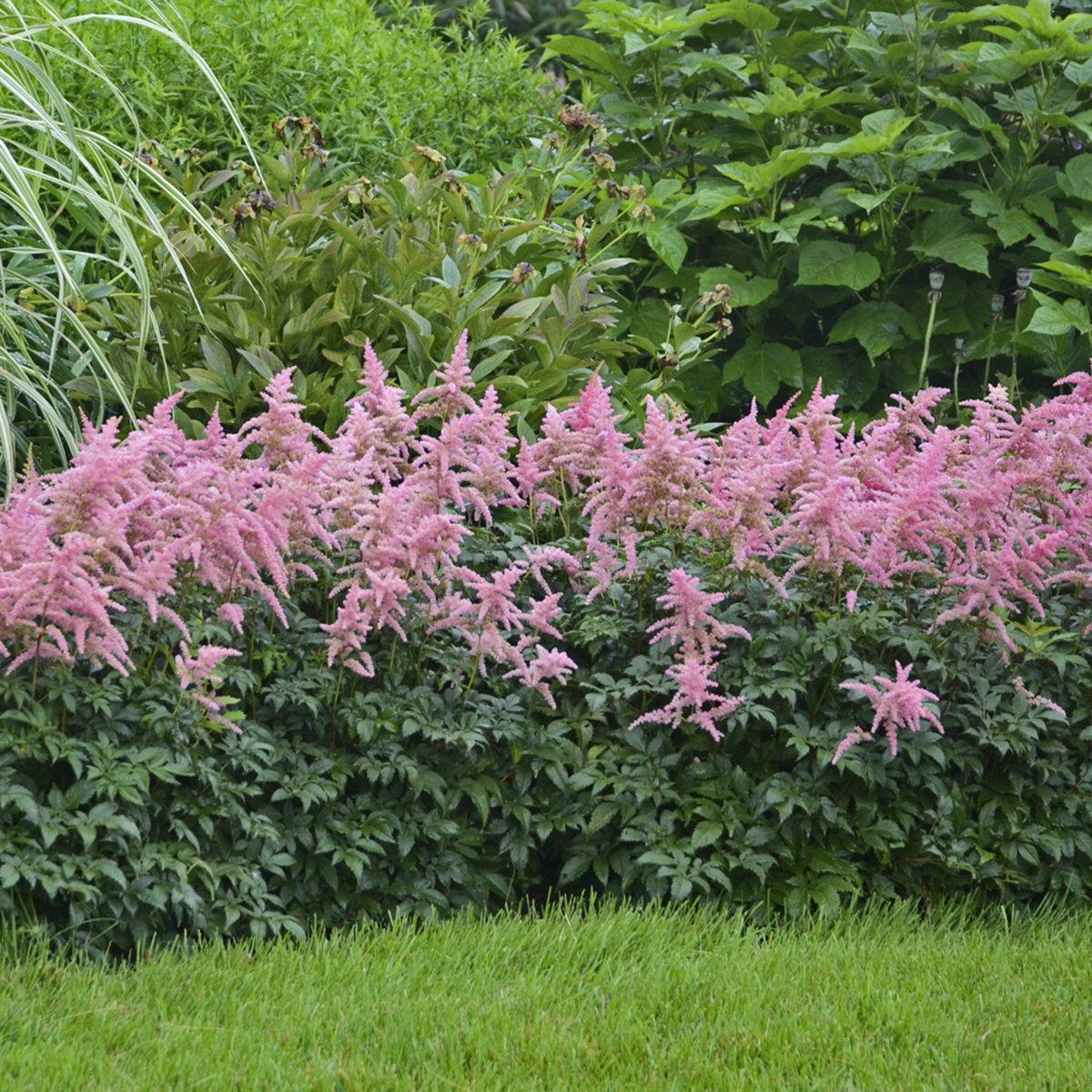 Pink Astilbe